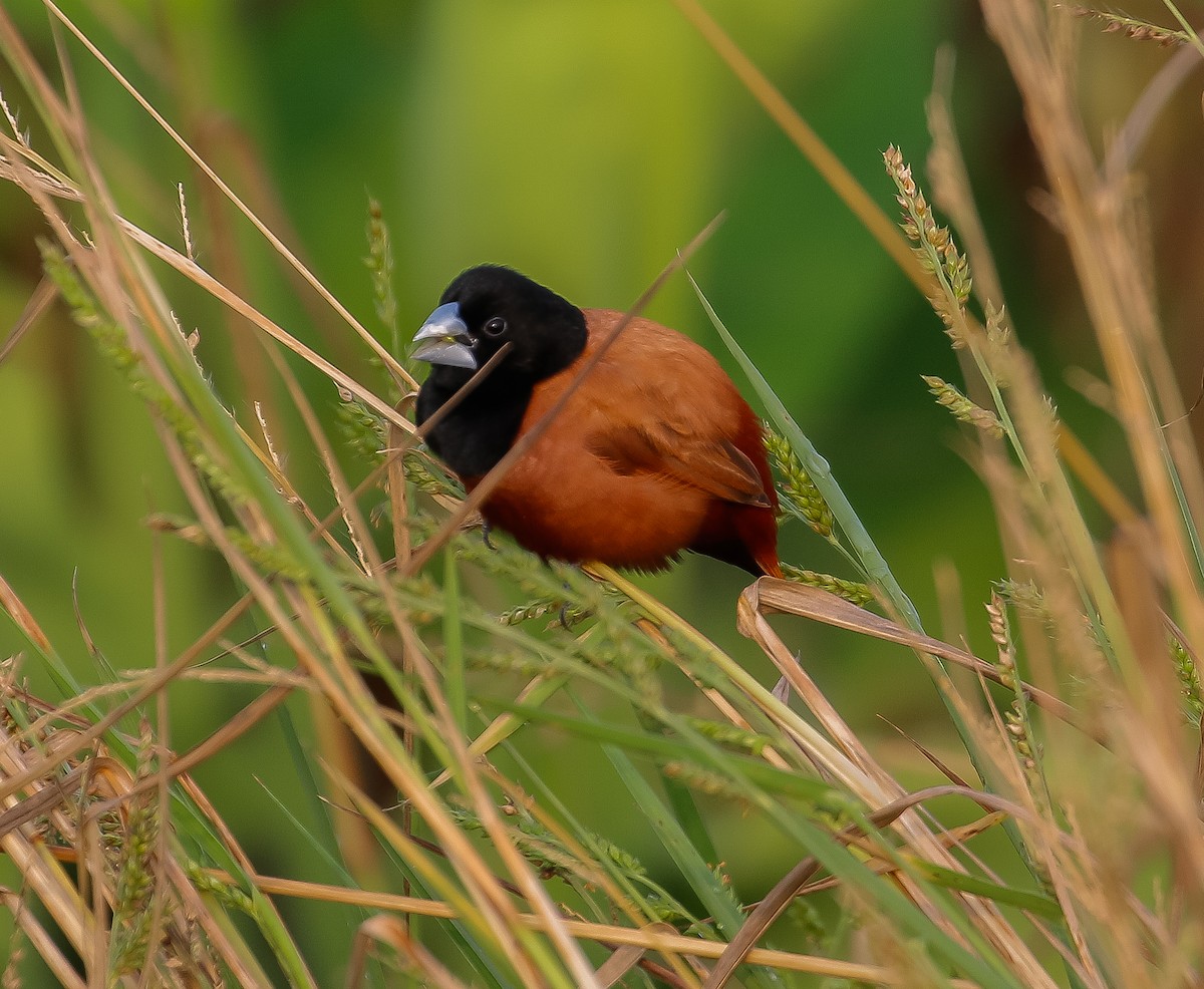 Chestnut Munia - ML618749564