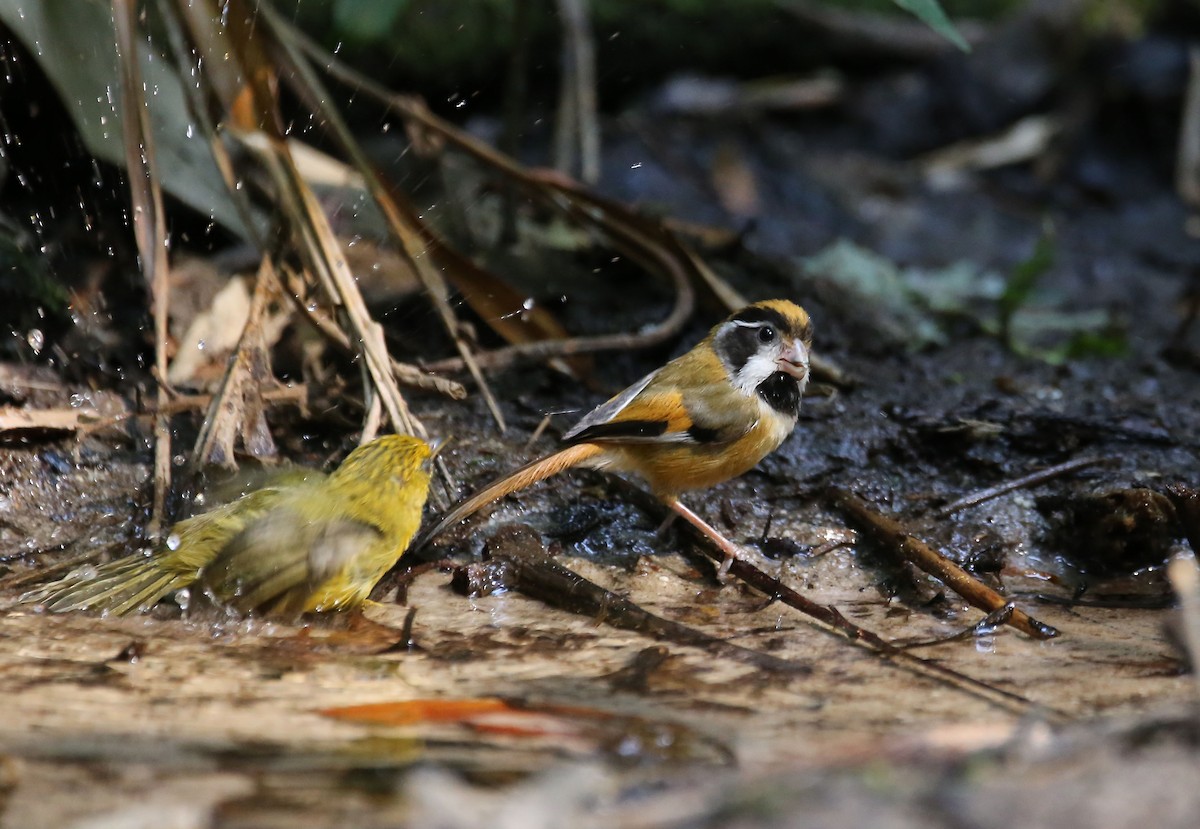 Black-throated Parrotbill (Black-eared) - ML618749566