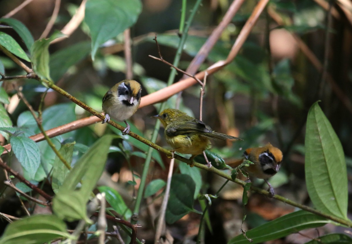 Black-throated Parrotbill (Black-eared) - ML618749580