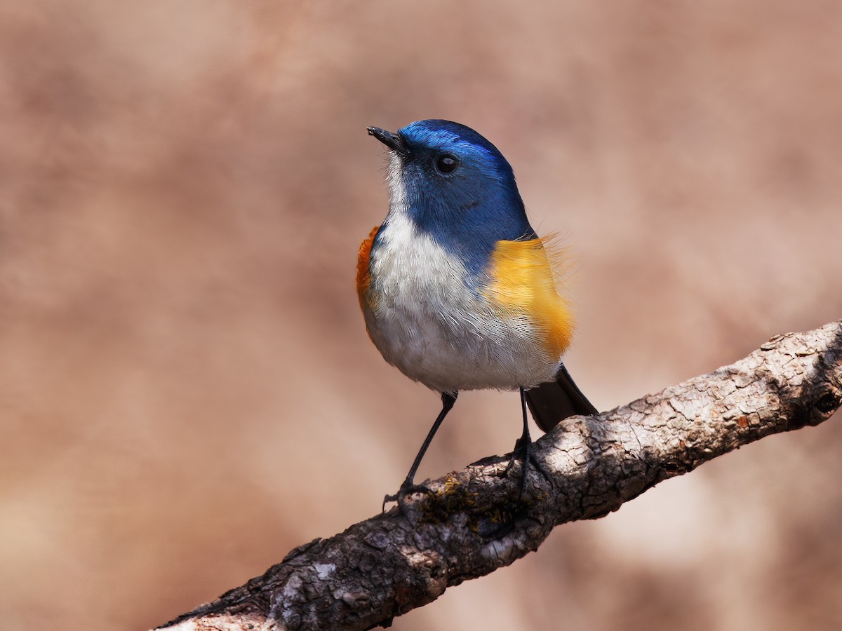 Himalayan Bluetail - ML618749622