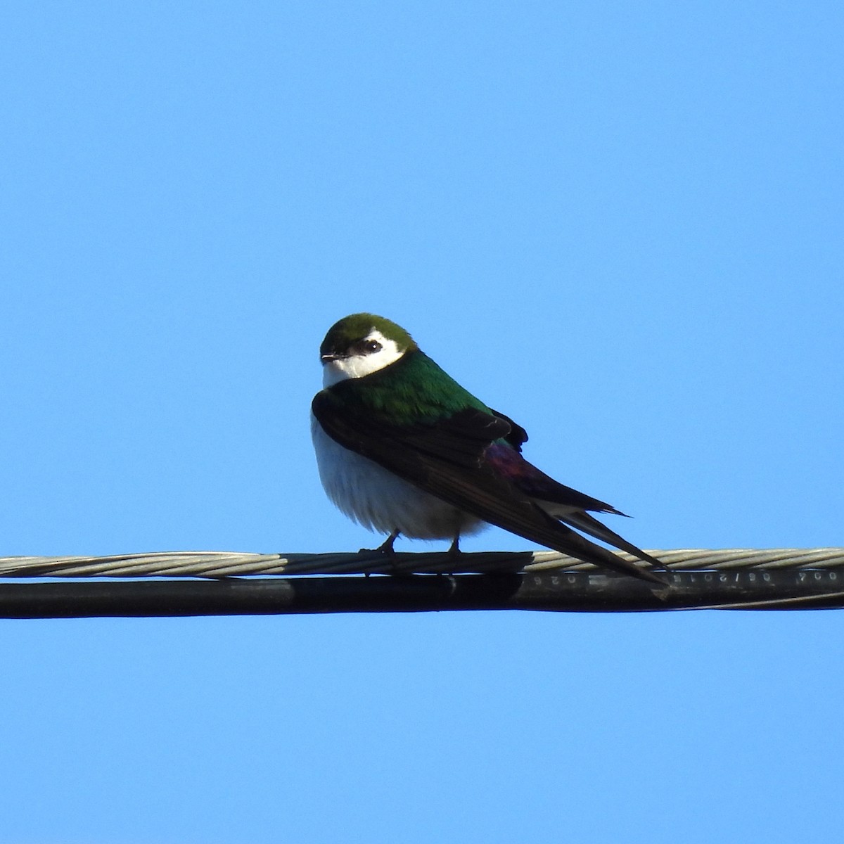 Violet-green Swallow - ML618749623