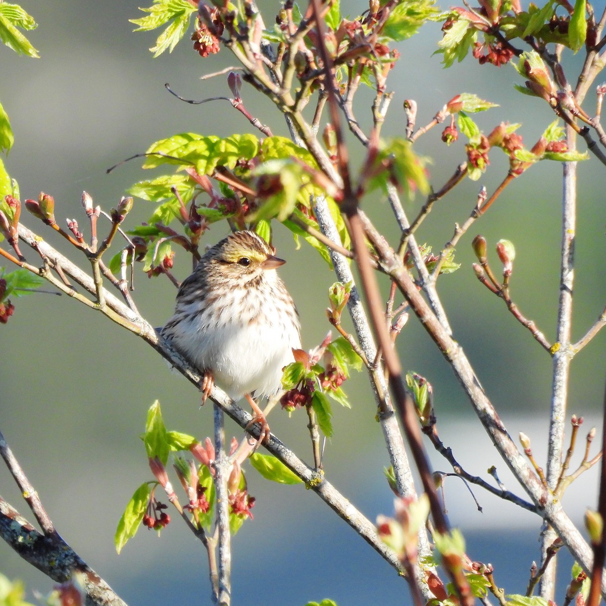 Savannah Sparrow - ML618749637