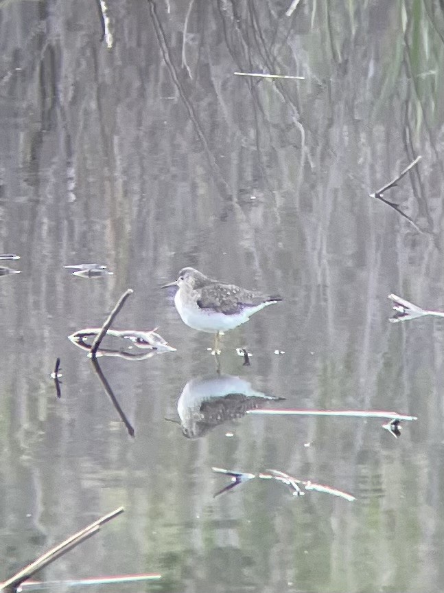 Solitary Sandpiper - ML618749642