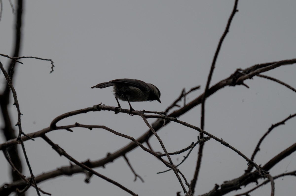 Carolina Chickadee - ML618749653