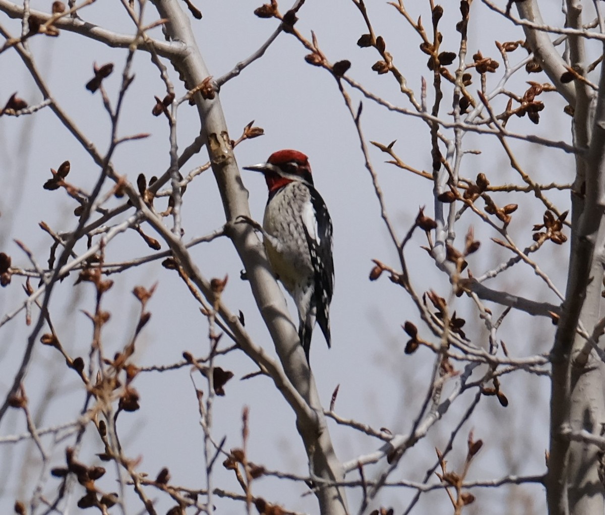 Red-naped Sapsucker - Maggie  Ryan