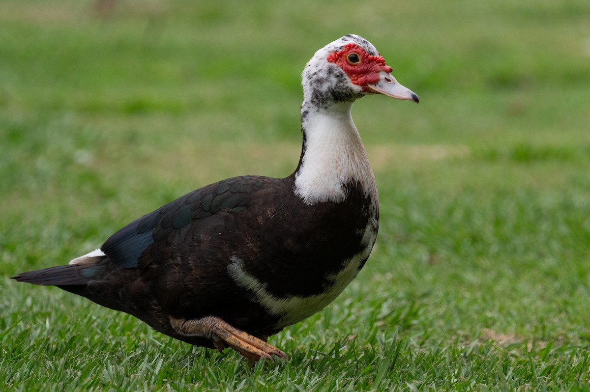 Muscovy Duck (Domestic type) - ML618749706