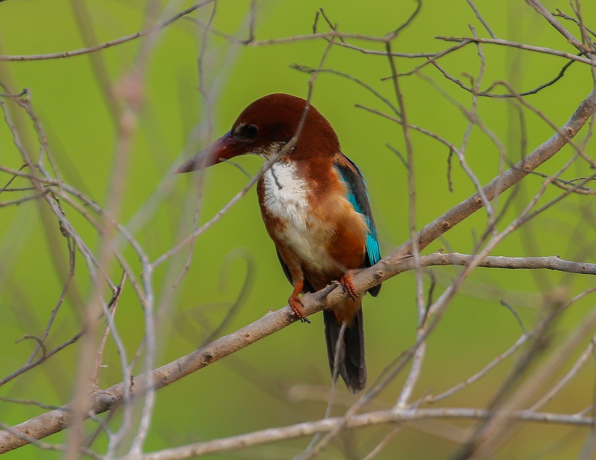 White-throated Kingfisher - Neoh Hor Kee