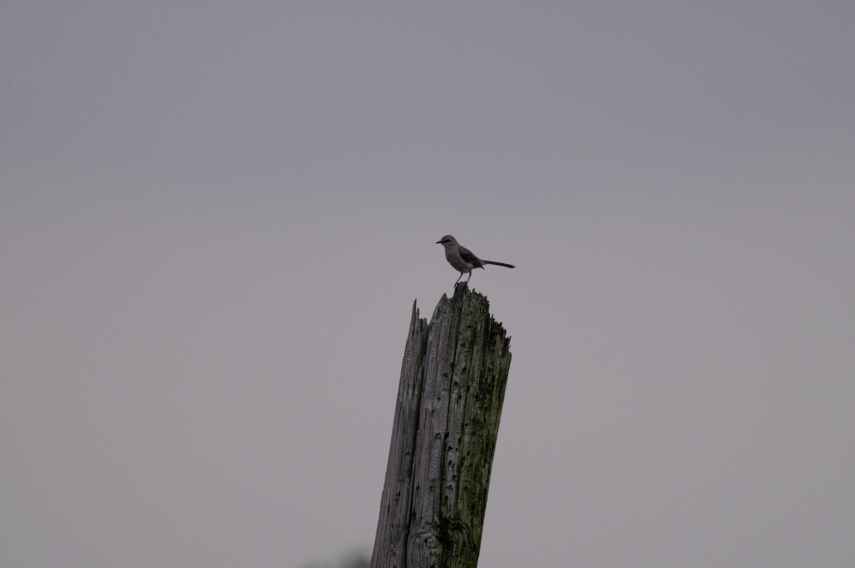 Northern Mockingbird - ML618749780