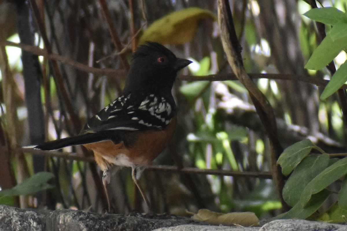Spotted Towhee - ML618749842