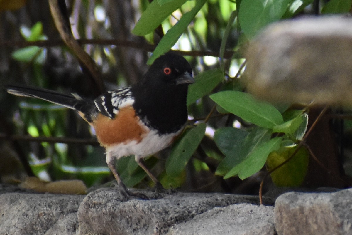 Spotted Towhee - ML618749843