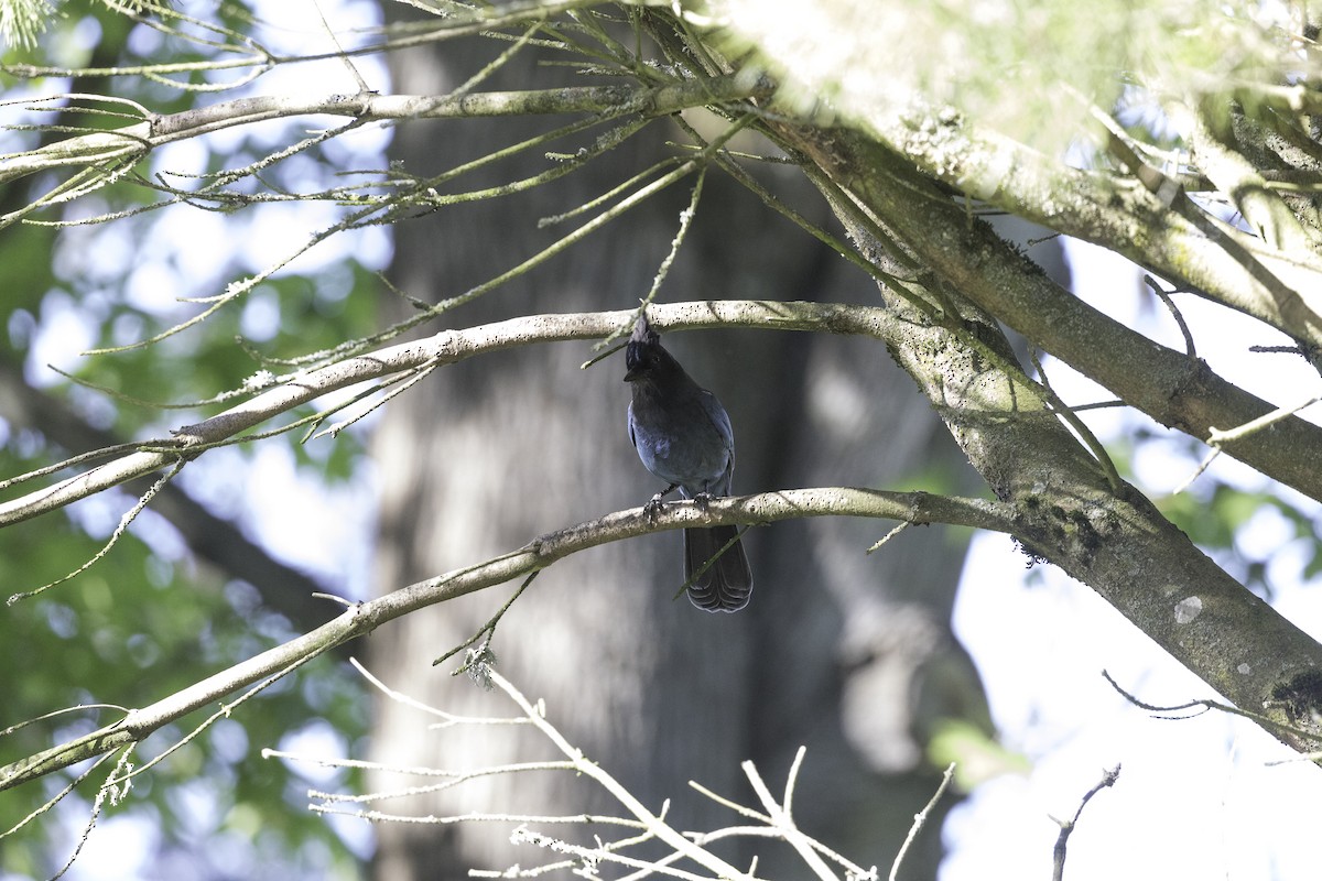 Steller's Jay (Coastal) - ML618749868