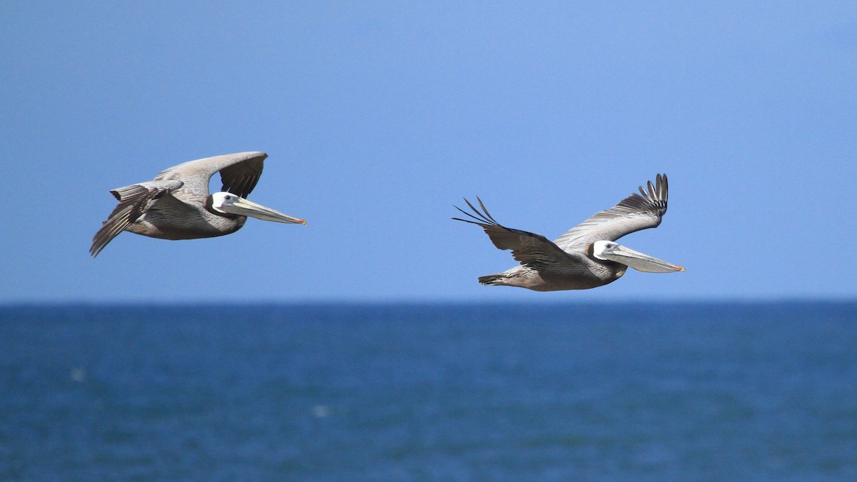 Brown Pelican - ML618749924