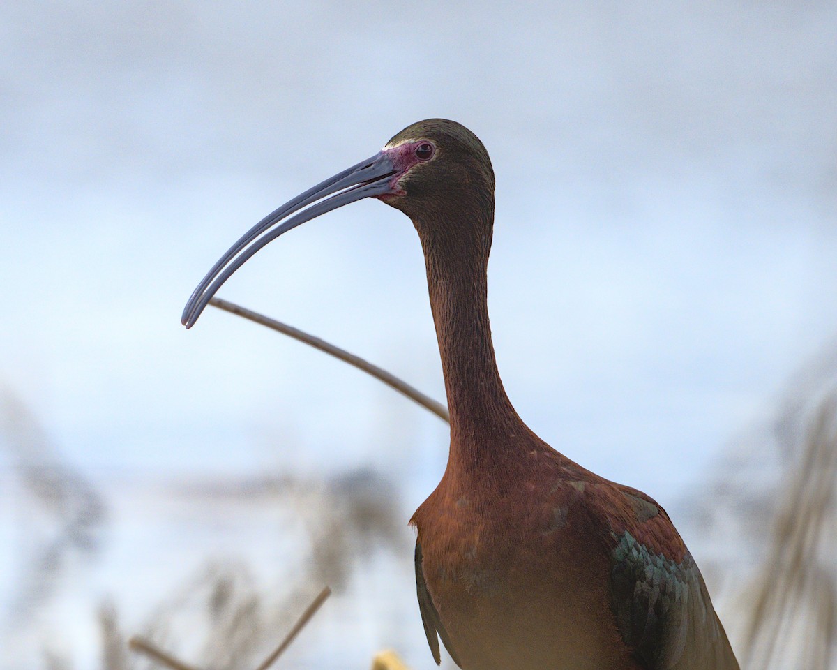 ibis americký - ML618749971