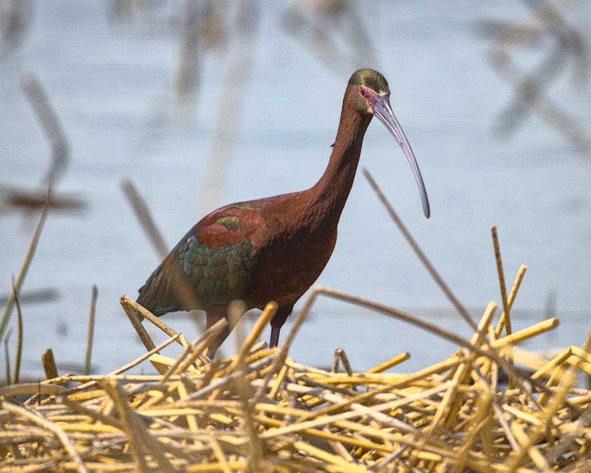 ibis americký - ML618749972