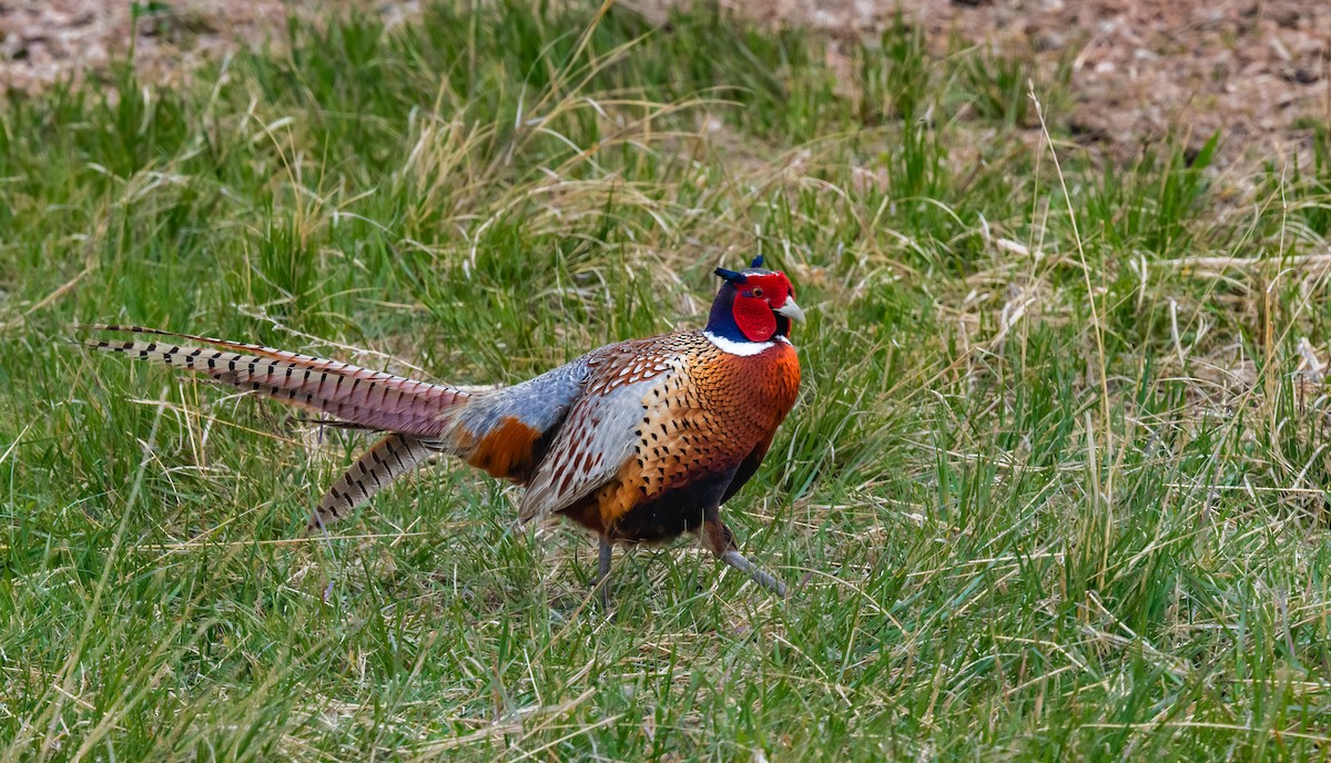 Ring-necked Pheasant - Jim Merritt