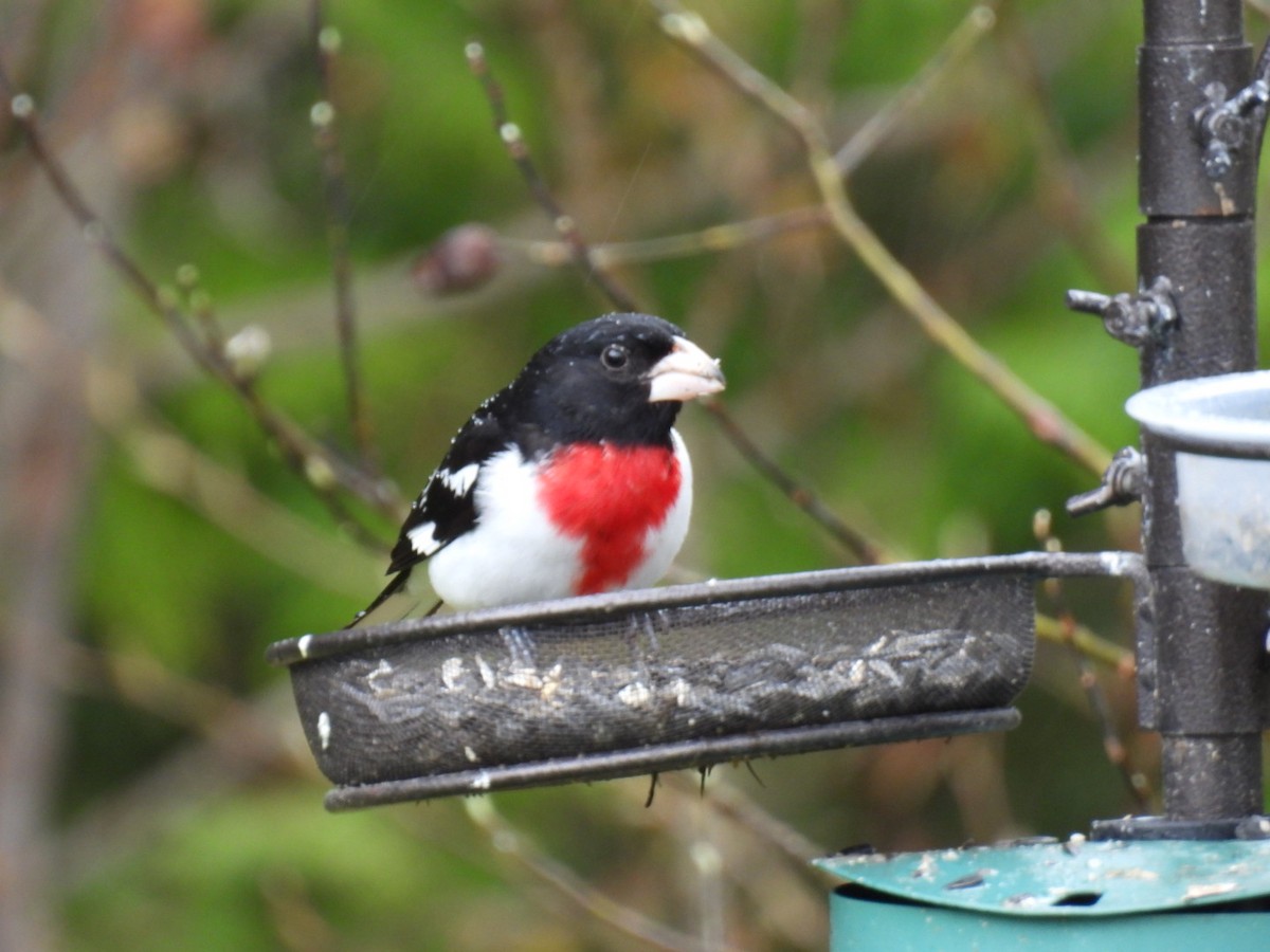 Rose-breasted Grosbeak - Joe McGill