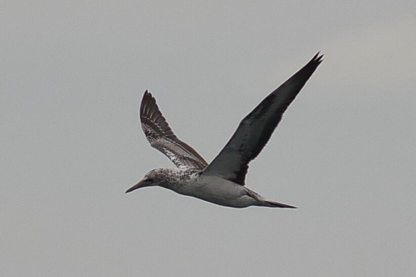 Australasian Gannet - ML618750084