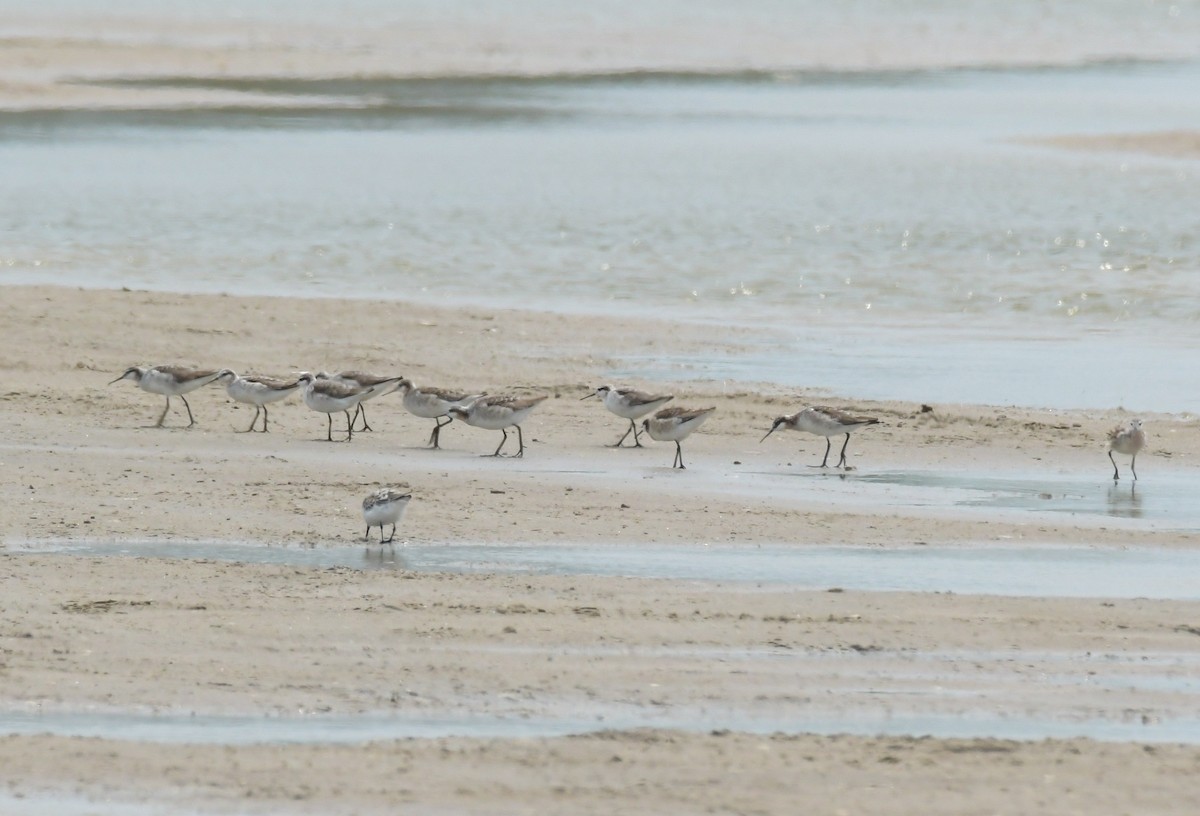 Wilson's Phalarope - ML618750117