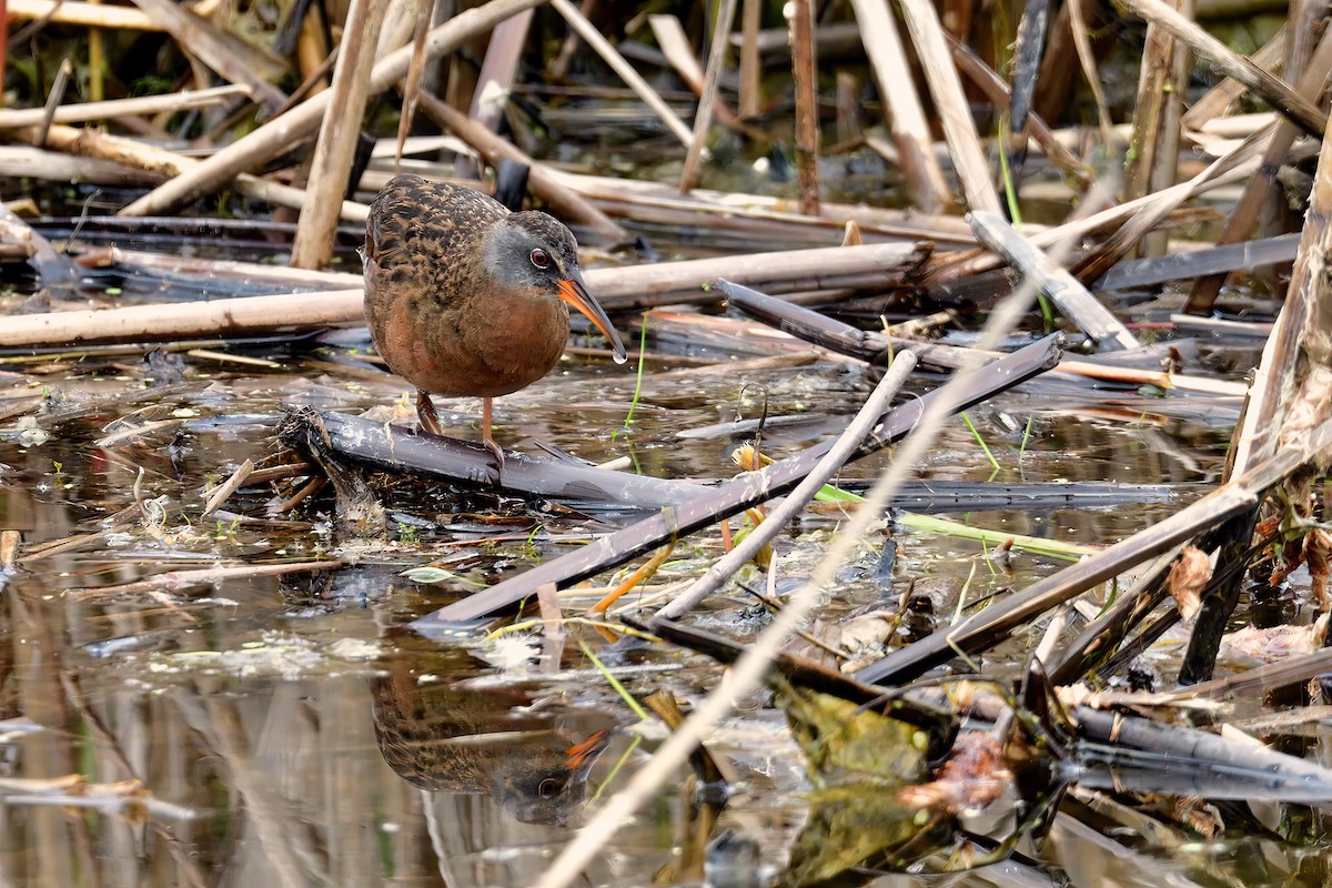 Virginia Rail - Sylvain Lapointe