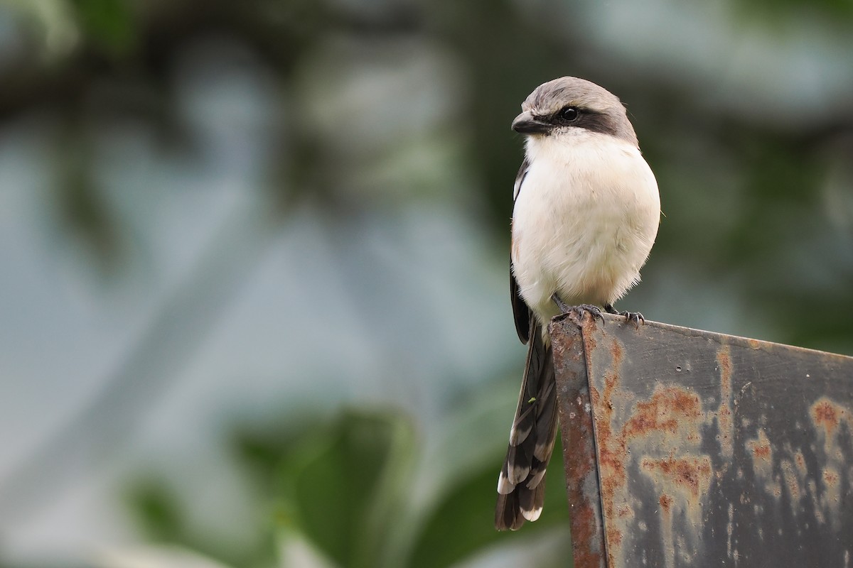 Mackinnon's Shrike - Phil Chaon