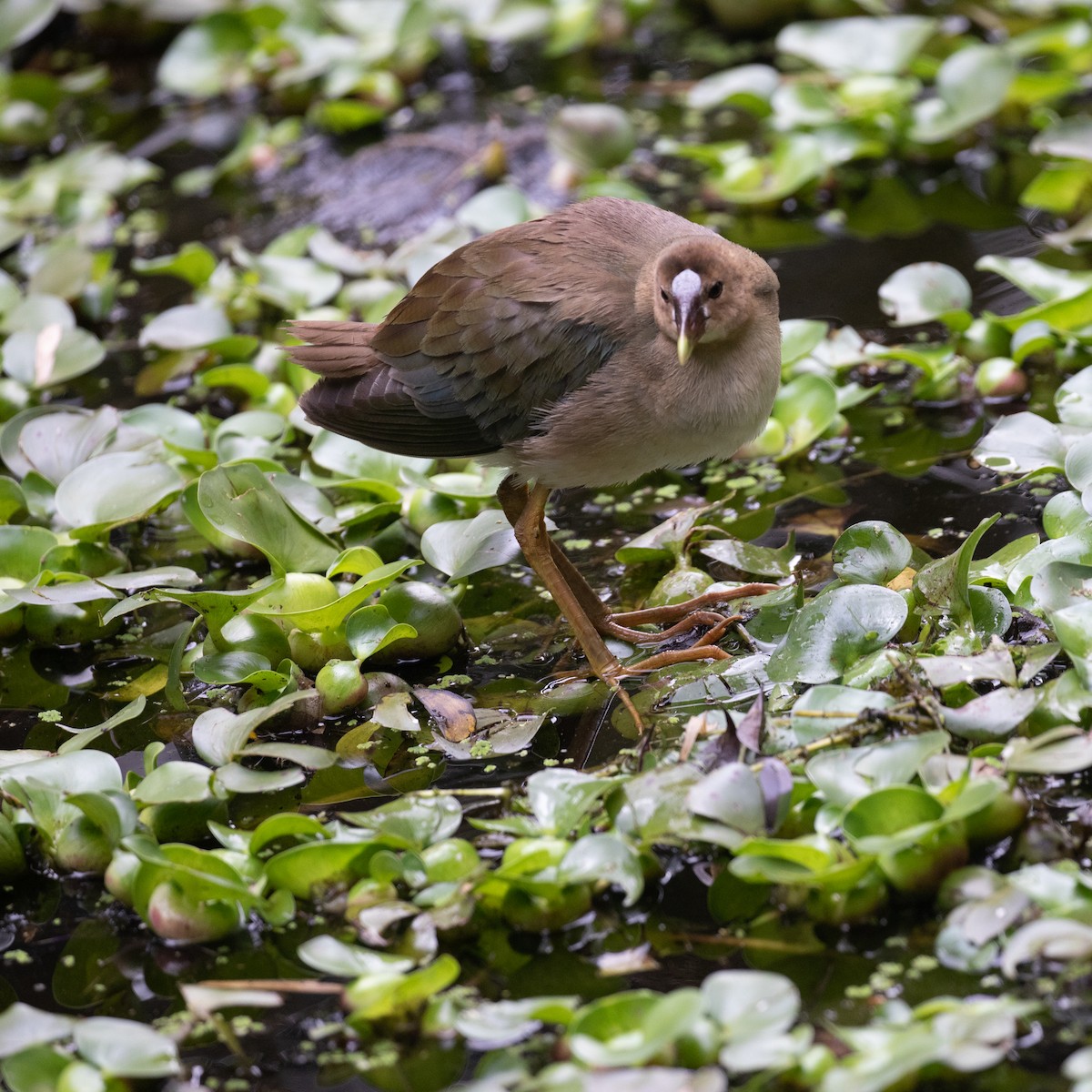 Purple Gallinule - PATRICK BEN SOUSSAN