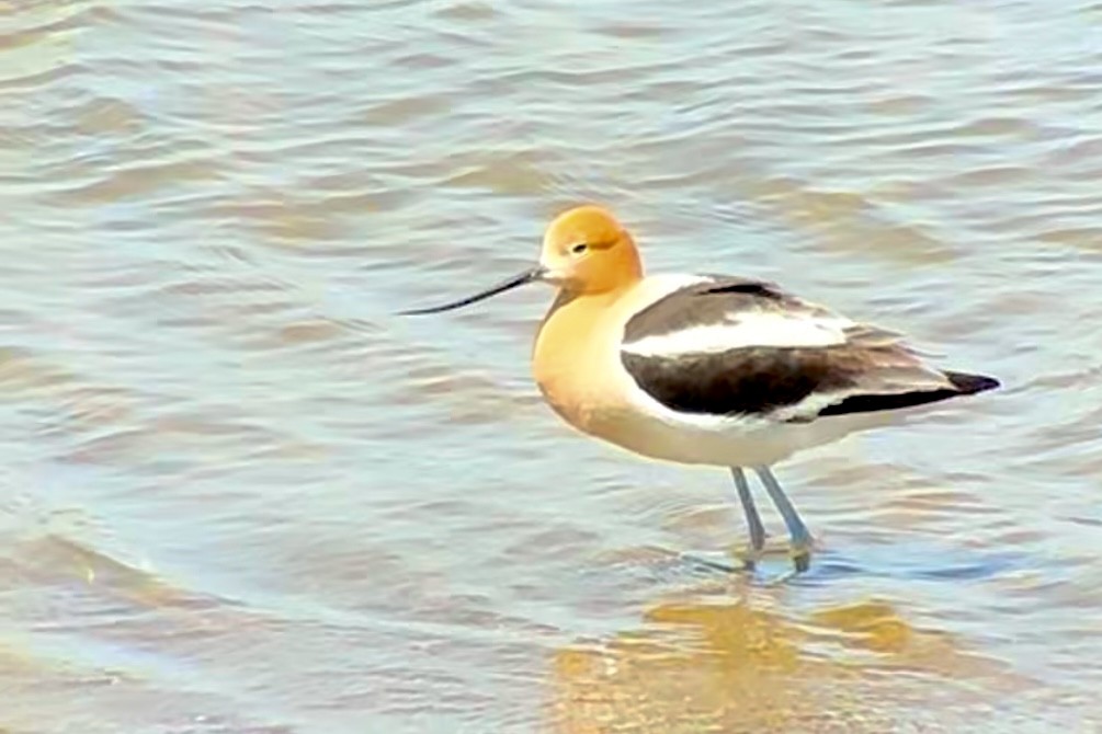 Avocette d'Amérique - ML618750202