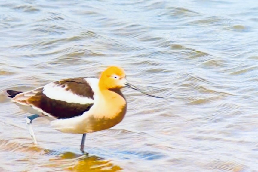 Avocette d'Amérique - ML618750203