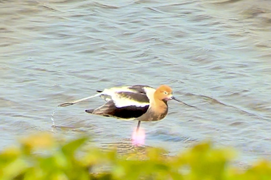 Avocette d'Amérique - ML618750204