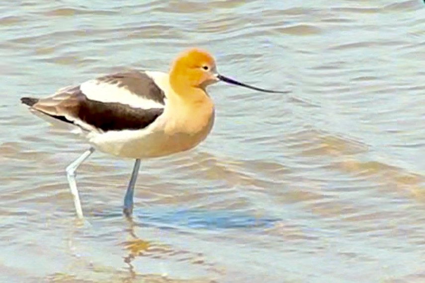 Avocette d'Amérique - ML618750205