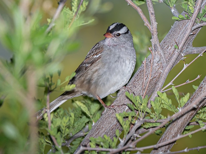 White-crowned Sparrow (Gambel's) - Kurt Buzard