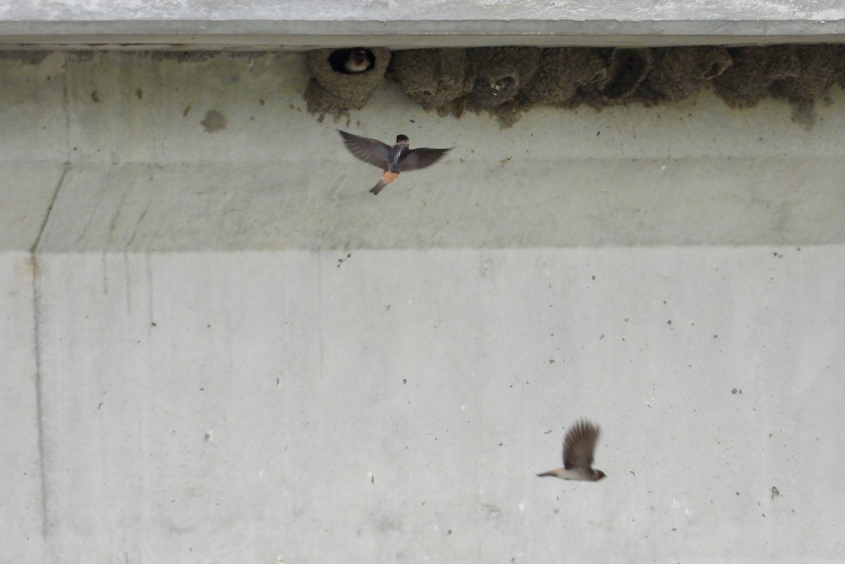 Cliff Swallow - Cindy  Ward