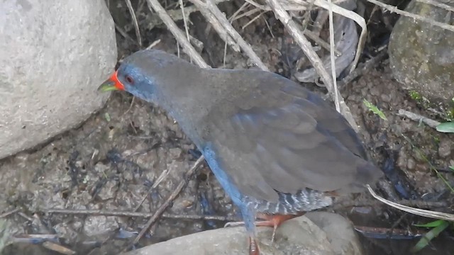 Paint-billed Crake - ML618750288
