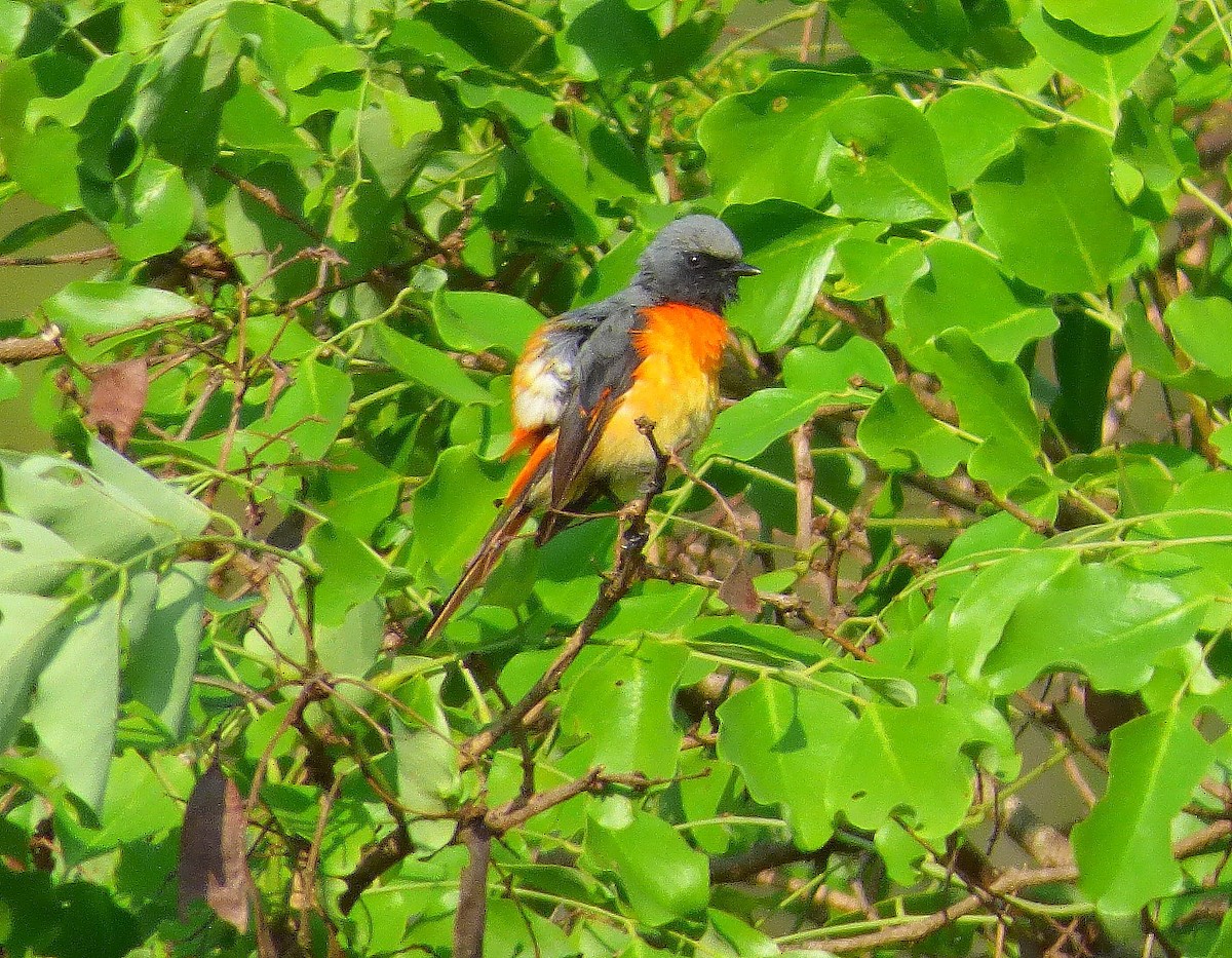 Minivet Chico - ML618750289