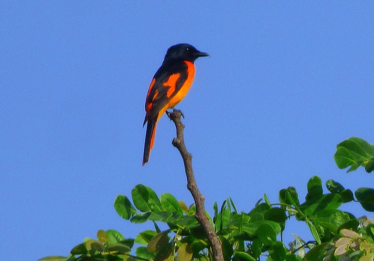 Orange Minivet - ML618750306