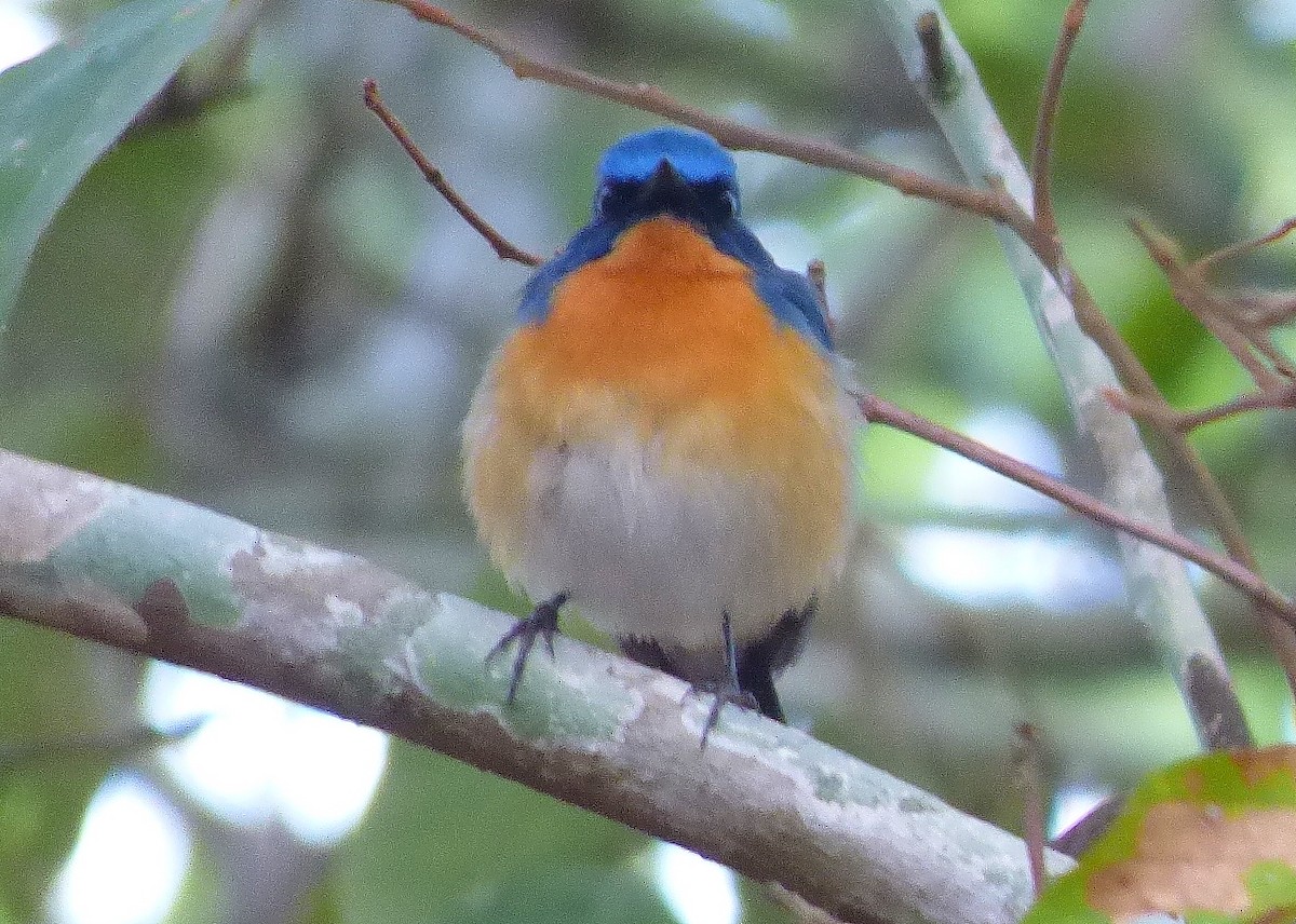 Tickell's Blue Flycatcher - ML618750317