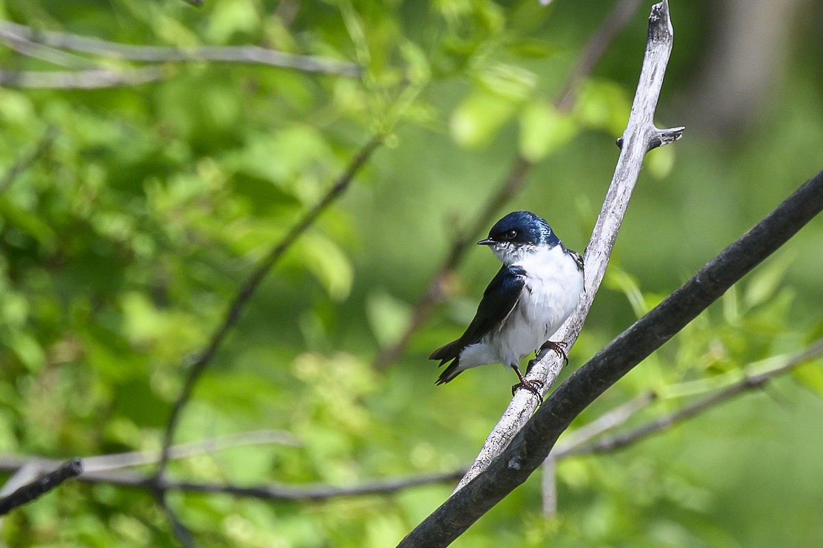 Tree Swallow - Eric Stenstrom