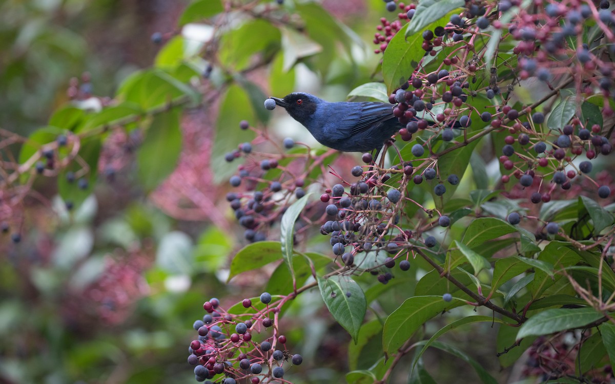 Masked Flowerpiercer - PATRICK BEN SOUSSAN