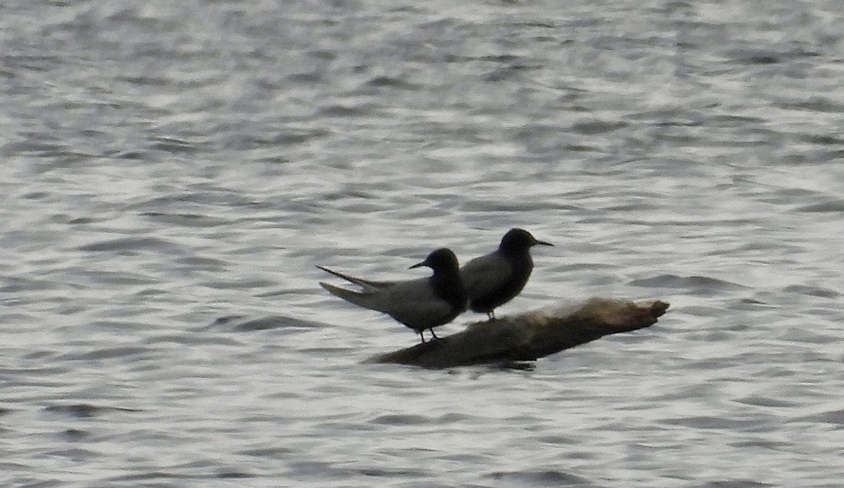 Black Tern - ML618750382