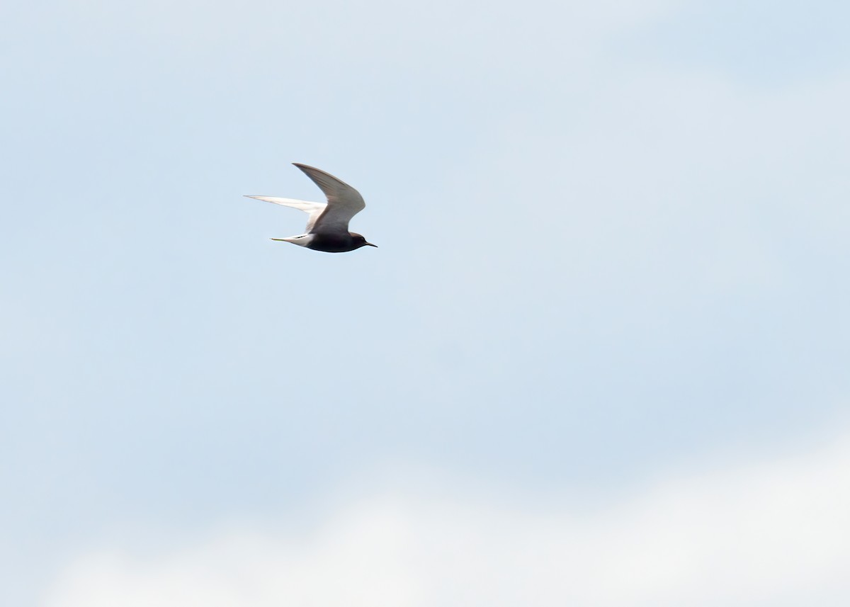 Black Tern - ML618750413