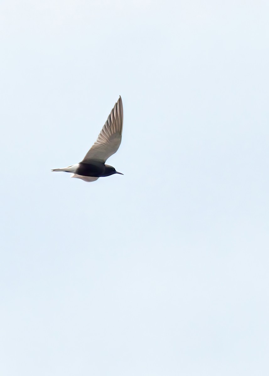 Black Tern - ML618750414