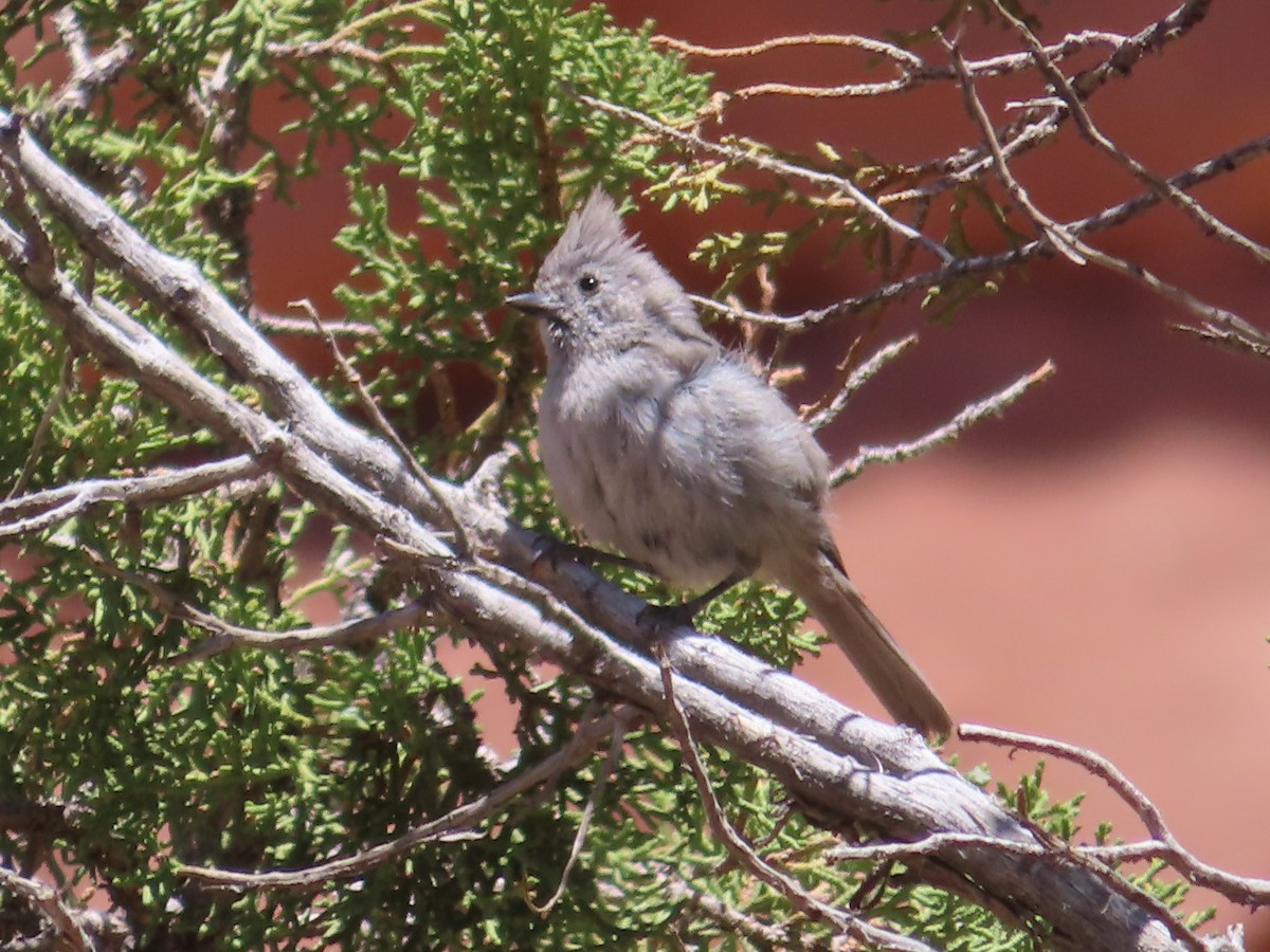 Juniper Titmouse - ML618750426
