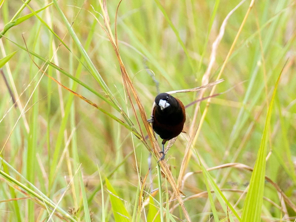 Chestnut Munia - ML618750427