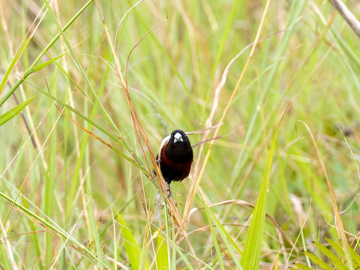 Chestnut Munia - ML618750428