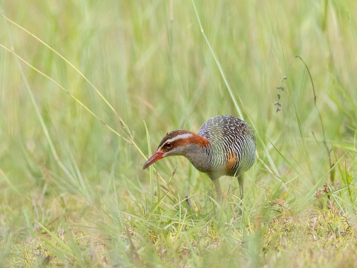 Buff-banded Rail - ML618750447