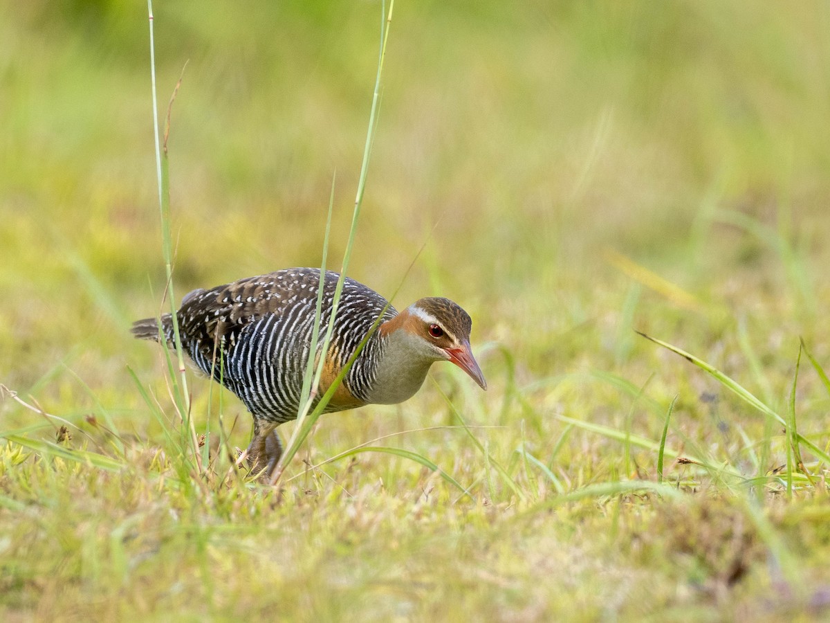 Buff-banded Rail - ML618750448