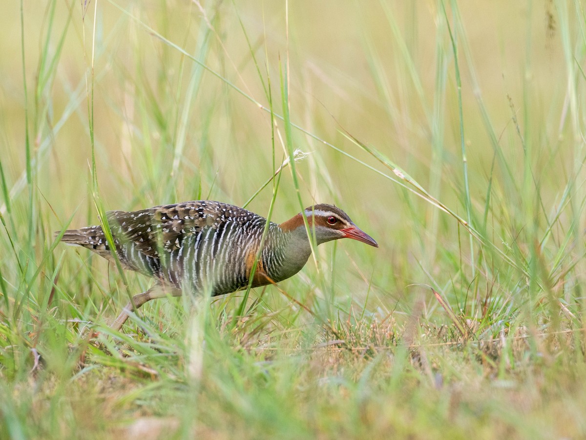 Buff-banded Rail - ML618750449