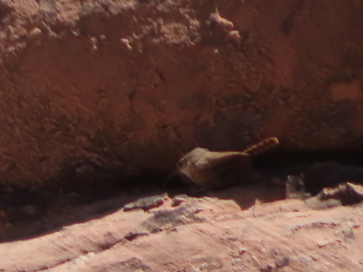 Canyon Wren - ML618750450