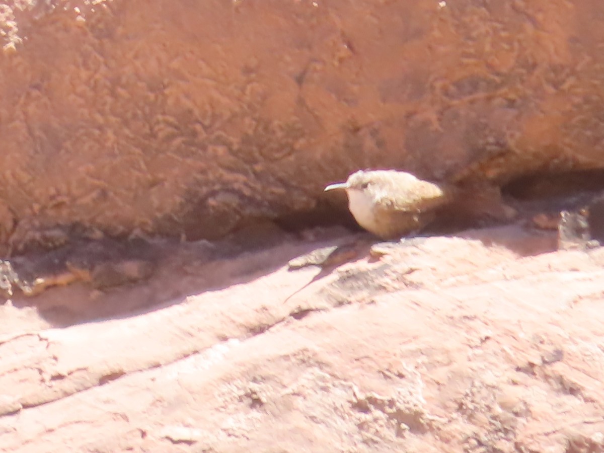 Canyon Wren - ML618750451