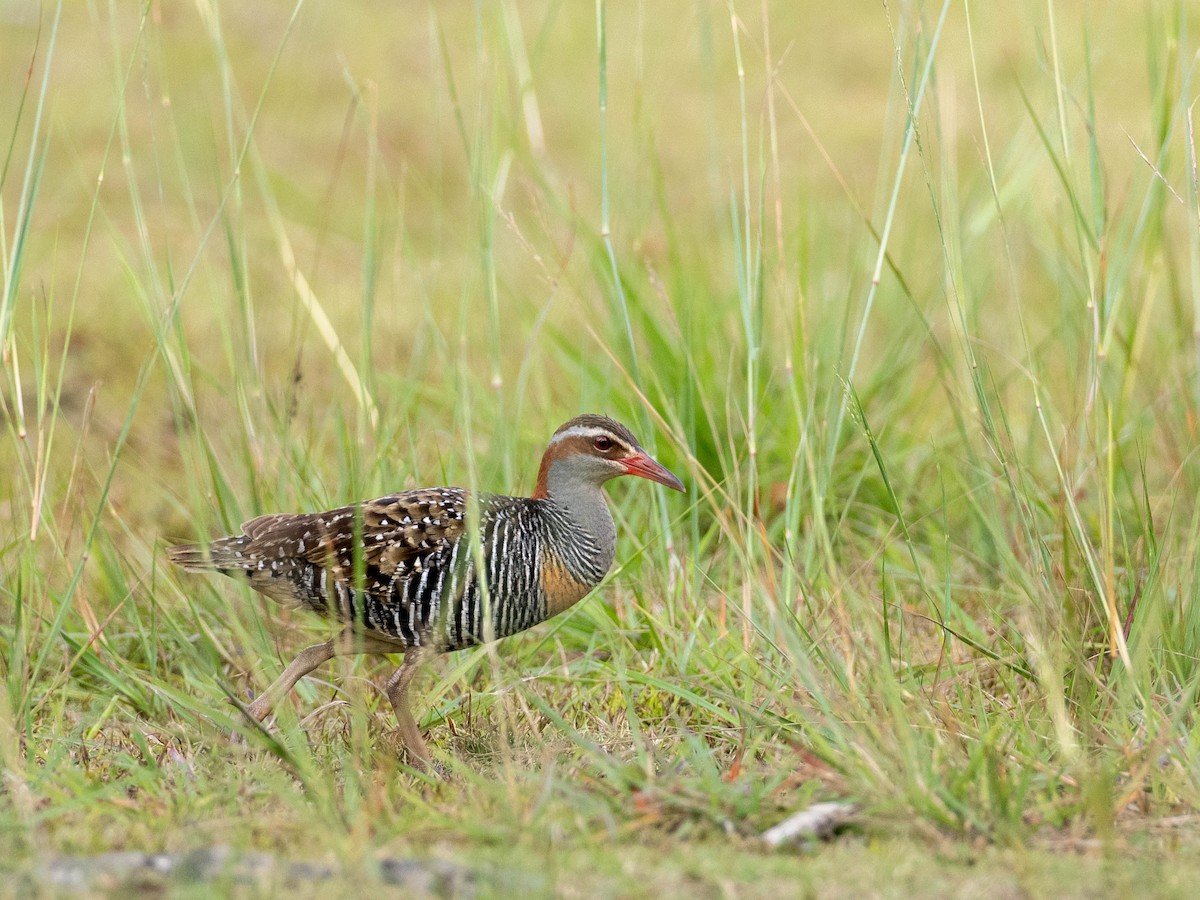 Buff-banded Rail - ML618750454