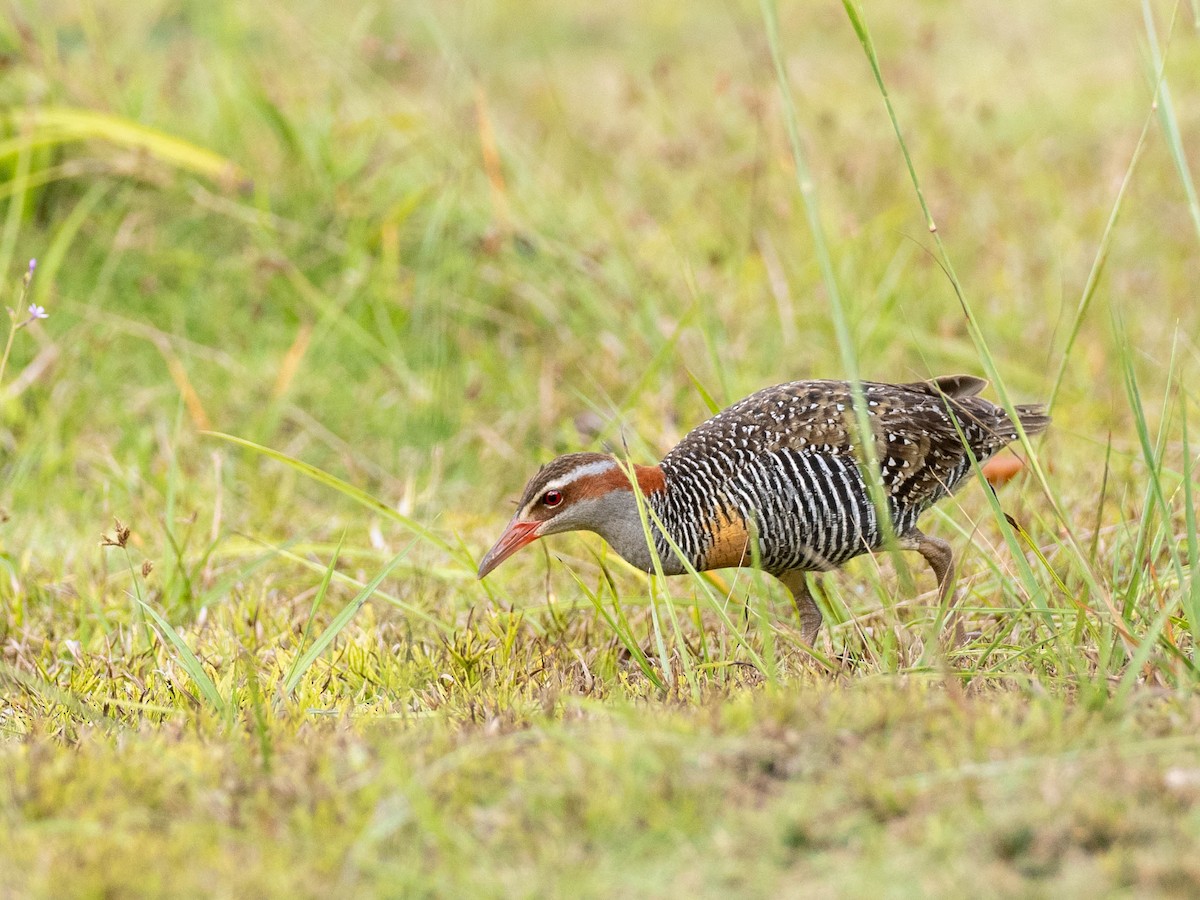 Buff-banded Rail - ML618750455